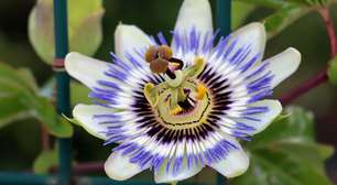 Chá de Passiflora: Relaxamento e Benefícios, mas com Cuidados