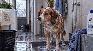 Banho no inverno: de quanto em quanto tempo o cachorro precisa ser lavado?