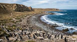 Uma estância chegou a ter 40.000 ovelhas em Santa Cruz: hoje suas 62.000 hectares abrigam mais de 40.000 pares de pinguins