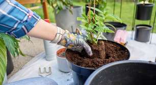 Como aproveitar resíduos para cuidar das plantas em casa