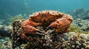 Turbinas eólicas no mar estão atraindo caranguejos em Rhode Island, mas cientistas ainda investigam se elas criam novos habitats ou apenas concentram os animais