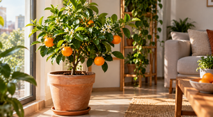 Como cultivar uma laranjeira em casa para ter frutos deliciosos o ano todo