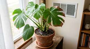 Se as pontas das folhas das suas plantas estiverem marrons, o problema não é a rega, mas a umidade do ambiente
