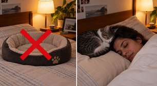 Seu gato dorme perto da sua cabeça? O cheiro pode explicar a escolha