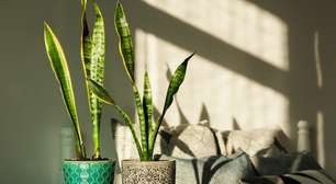 Espada-de-São-Jorge: a planta perfeita para deixar no quarto e purificar o ar enquanto você dorme