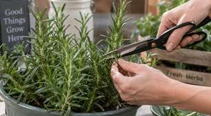 Quem cultiva alecrim em vaso costuma cometer um erro depois da primeira poda e ele explica por que tantos pés não duram muito tempo