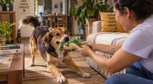 O que significa quando seu cachorro leva um brinquedo até você, mas não deixa pegar?