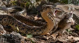 Parece uma cobra perigosa e pode alcançar 2,5 metros, mas a muçurana caça jararacas e é inofensiva para humanos