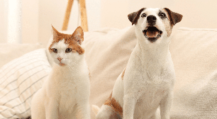 Novo pet em casa? Veja 5 erros na adaptação com o animal que já mora no lar