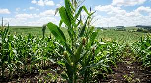 CTNBio aprova liberação comercial de novo milho transgênico da Monsanto