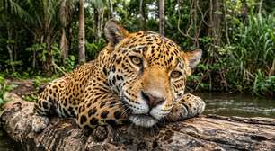 Maior planície alagável tropical do planeta, milhares de espécies e paisagens que mudam conforme o ciclo das águas: o território brasileiro de quase 188 mil hectares reconhecido pela importância ecológica do Pantanal
