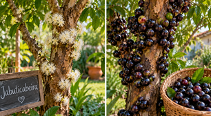 A jabuticabeira parou de produdir frutos? Existe uma técnica milenar que capaz de mudar isso em apenas poucos dias