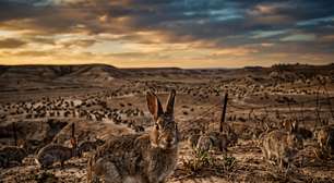 Homem ganha 24 coelhos de presente de Natal em 1859 e desencadeia catástrofe ambiental: eles se reproduziram, chegaram a 200 milhões e se tornaram praga incontrolável na Austrália