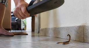 Nem inseticida, nem fogo: 5 tentativas de eliminar escorpiões que podem aumentar o risco dentro de casa