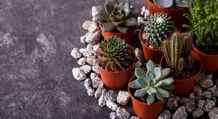 Jardim sustentável: como economizar água sem abrir mão das plantas