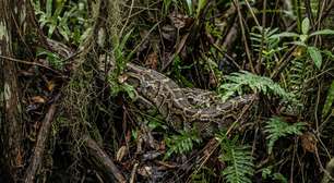 Flórida usa coelhos robôs para atrair pítons invasoras e proteger os Everglades