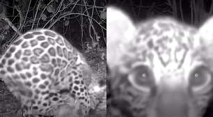 Vídeo mostra filhote de onça-pintada brincando com troncos em frente à câmera no Pantanal
