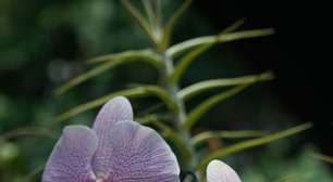 Mercado Público de Porto Alegre recebe exposição de orquídeas neste fim de semana