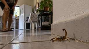 Antes de calçar o sapato, ela encontrou um escorpião: o que revisar dentro de casa depois do susto
