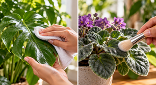 Como higienizar folhas de plantas ornamentais sem bloquear a respiração da superfície