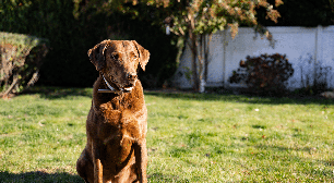 Resistente ao frio e apaixonado por água: conheça o Chesapeake Bay Retriever