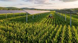 Agricultor colocou 832 painéis solares sobre a plantação e manteve 80% da colheita de milho enquanto produzia eletricidade no mesmo terreno