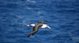Curiosidades sobre diversas espécies de aves pelo planeta