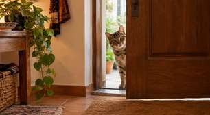 Você abre a porta para o gato. Ele olha, pensa e vai embora. O que ele queria