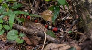 A cobra tem as cores de uma coral: tentar descobrir sozinho se é "falsa" pode ser o maior perigo