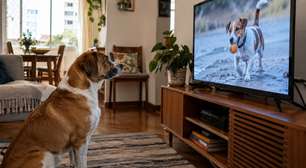 O cachorro late para a televisão porque reconhece o cão na tela? Um experimento testou isso