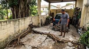 Morador corta raízes que começaram a levantar o piso de sua garagem e vizinho reclama que a árvore ficou instável depois do serviço