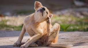 Coceira e queda de pelo: o que muda para os cães na chegada da primavera?