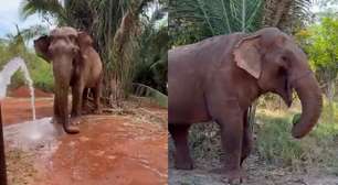 Elefante Sandro curte os primeiros dias em seu novo lar com passeios ao ar livre e melancia