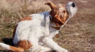 Seu pet está se coçando mais? Primavera pode aumentar alergias em cães e gatos