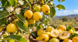 A árvore que produz uma fruta pequena e aromática que ainda é pouco encontrada nos mercados