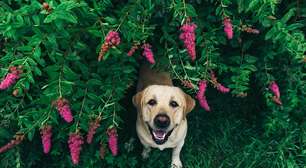 Primavera: cuidados essenciais para evitar alergias em cães e gatos