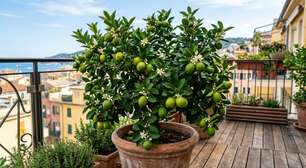 Como cultivar um limoeiro em vaso e conseguir que ele produza frutos