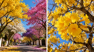A árvore que floresce de forma exuberante e pode mudar completamente a aparência de uma rua