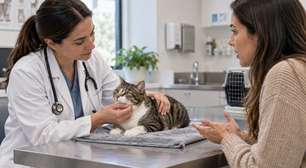Depois de trocar a areia da caixa, tutora encontra xixi do gato no tapete; veterinário explica por que a mudança também pode esconder um problema de saúde