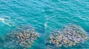Registro raro! Grande cardume de arraias-ticonha é flagrado em Arraial do Cabo, no Rio