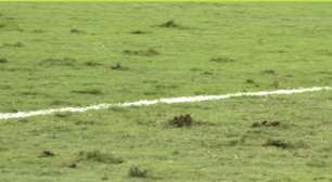 Gramado ruim em amistoso da Seleção gera reação de brasileiros nas redes: 'Pasto'