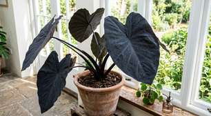 Planta orelha-de-elefante preta: como cultivar suas folhas grandes e fortes para adicionar um toque místico à sua casa