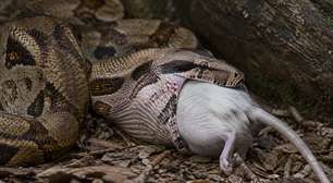 A cobra que consegue comer um animal maior que a própria cabeça sem deslocar a mandíbula