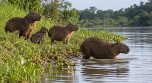 Por que a capivara entra na água quando percebe algum perigo e quanto tempo ela consegue ficar escondida?