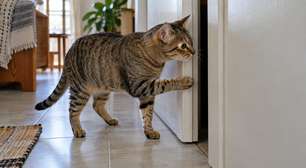 Por que o gato consegue atravessar espaços tão pequenos mesmo parecendo grande demais para passar?