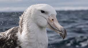 Aves marinhas podem beber água salgada porque eliminam parte do excesso de sal por glândulas próximas aos olhos