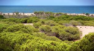 Em 1900, um engenheiro empreendeu uma tarefa monumental contra o deserto: hoje, seu legado é uma floresta de 800 hectares de frente para o Mediterrâneo