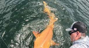 Pescadores descobriram um tubarão laranja no Caribe: ele é único e possui duas condições raras