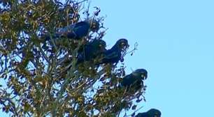 Arara-azul-de-lear fascina no Sertão da Bahia; veja essa e outras espécies azuis