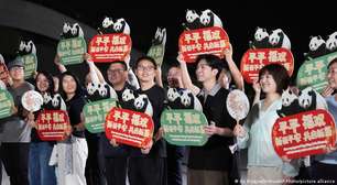 China envia dois pandas-gigantes para zoológico nos EUA